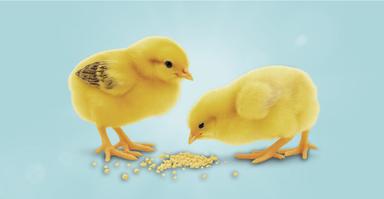 تأمین مالی جمعی تأمین سرمایه در گردش خرید و فروش کنجاله کلزا