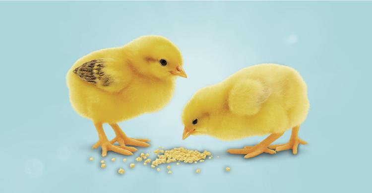 تأمین مالی جمعی تأمین سرمایه در گردش خرید و فروش کنجاله کلزا