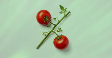  تامین سرمایه در گردش خرید مواد اولیه تولید رب گوجه فرنگی