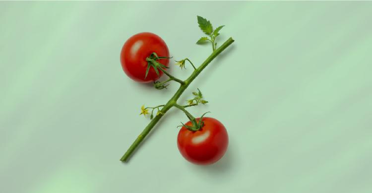  تامین سرمایه در گردش خرید مواد اولیه تولید رب گوجه فرنگی