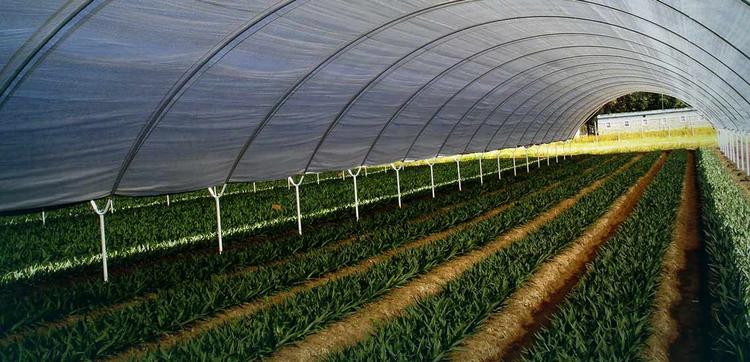 تکمیل و تجهیز گلخانه