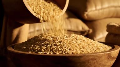 خرید و فروش برنج ایرانی و خارجی