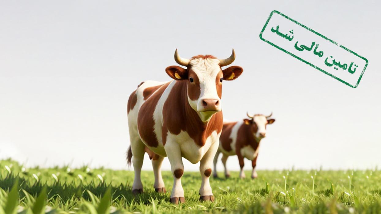 تامین سرمایه در گردش پرورش تلیسه آبستن