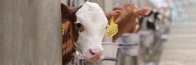 تولید و فروش شیرخام