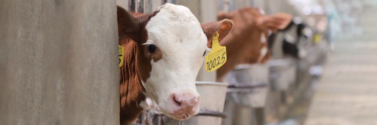 تولید و فروش شیرخام