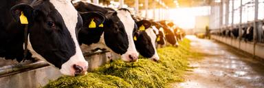 تأمین خوراک دام دامپروری «تلیسه»